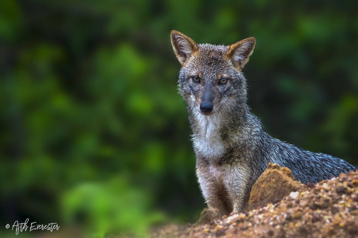 Jackal, Golden, Yala, Srilanka, Morning, Nikon, Ajith Everester