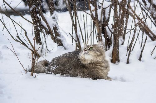Снежная прогулка Масяни