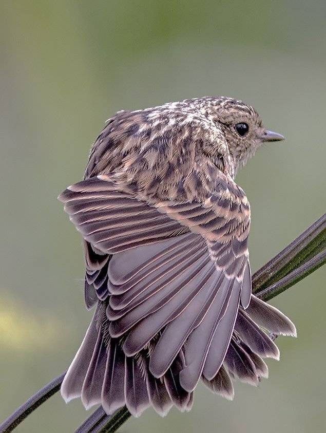 птицы,север,печора,коми,анималистика, Триер Игорь