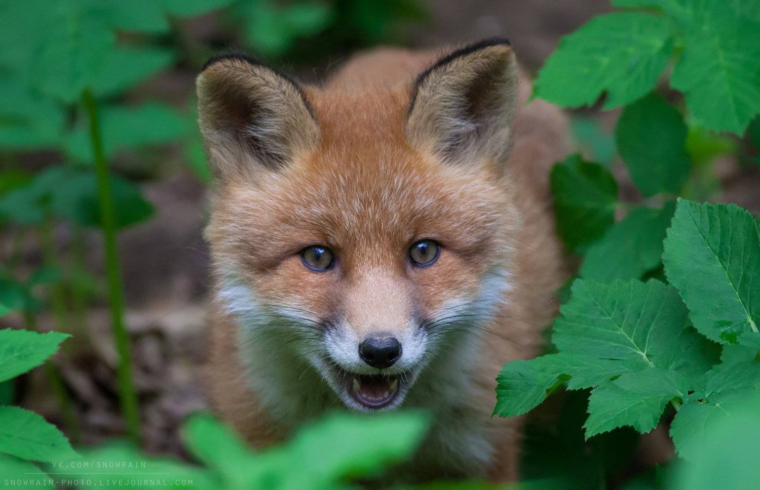 лиса, фотоохота, анималистика, дикая природа, природа, лес, животные, nature, wildlife, fox, animal, wildlifephoto, Snowrain