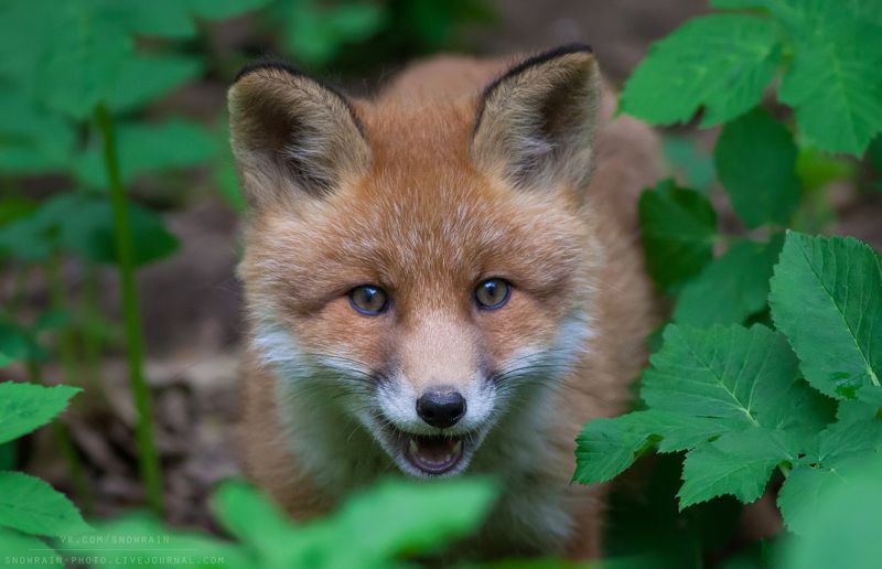 лиса, фотоохота, анималистика, дикая природа, природа, лес, животные, nature, wildlife, fox, animal, wildlifephoto Лисенок фото превью