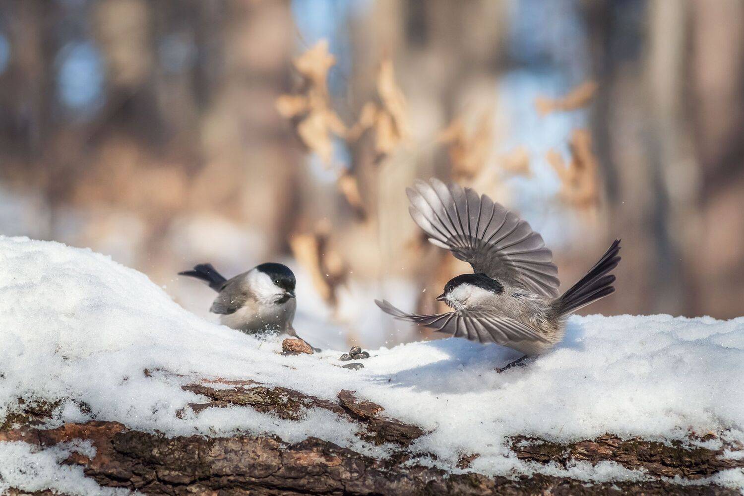 , Шинкарева Елена