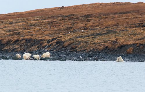 Берег полярных медведей....