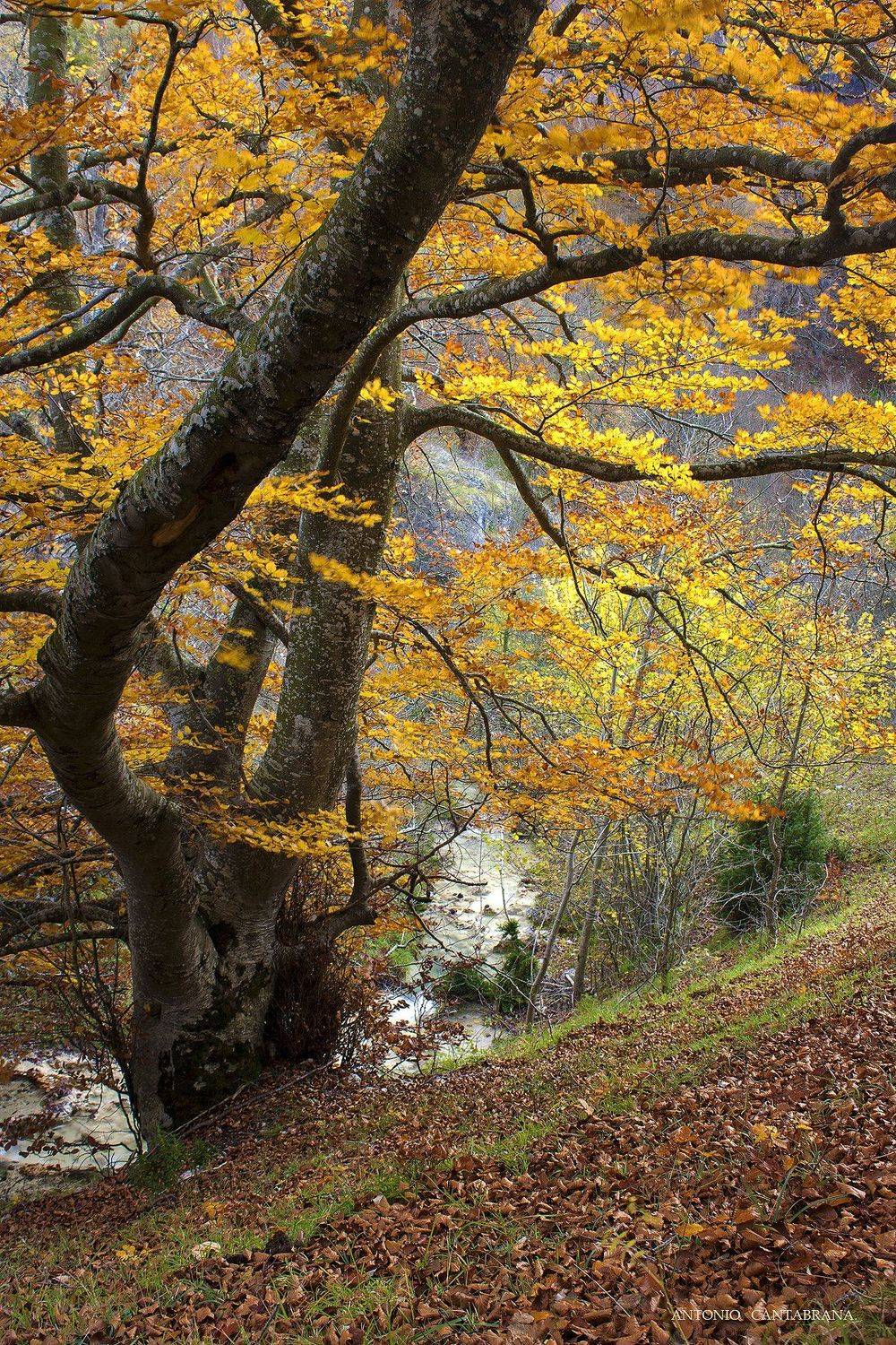 , Antonio Cantabrana