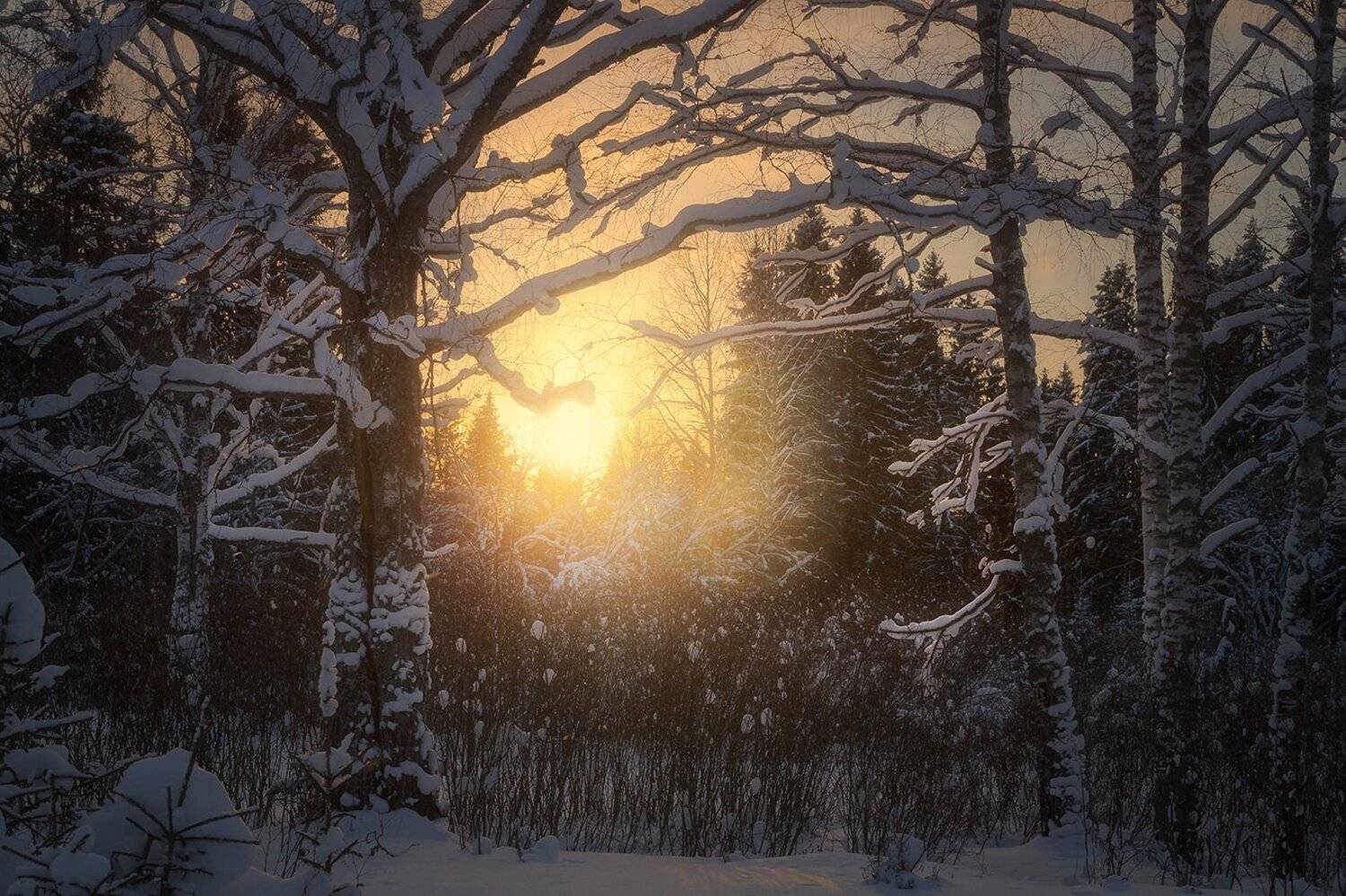 зима, закат, лес, парк, вечер, мороз, березы, Смольский Евгений