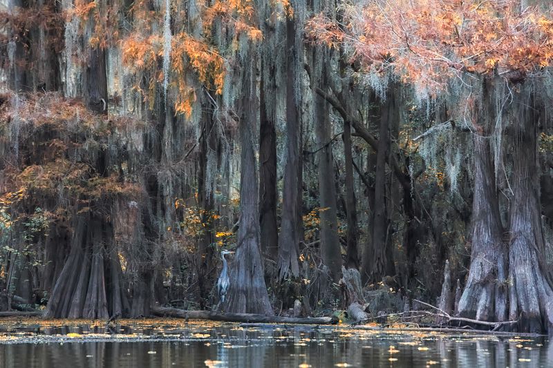 мимикрия фото превью