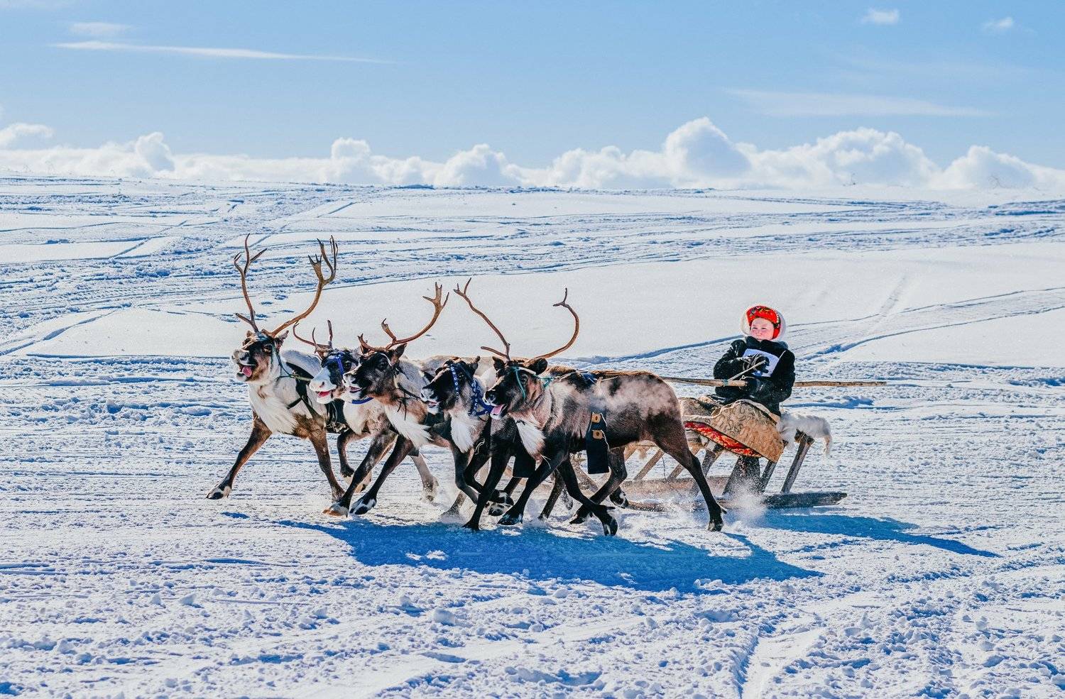 ямал , олени, природа, салехард , гонки, ямал , народы севера, Настя Братка
