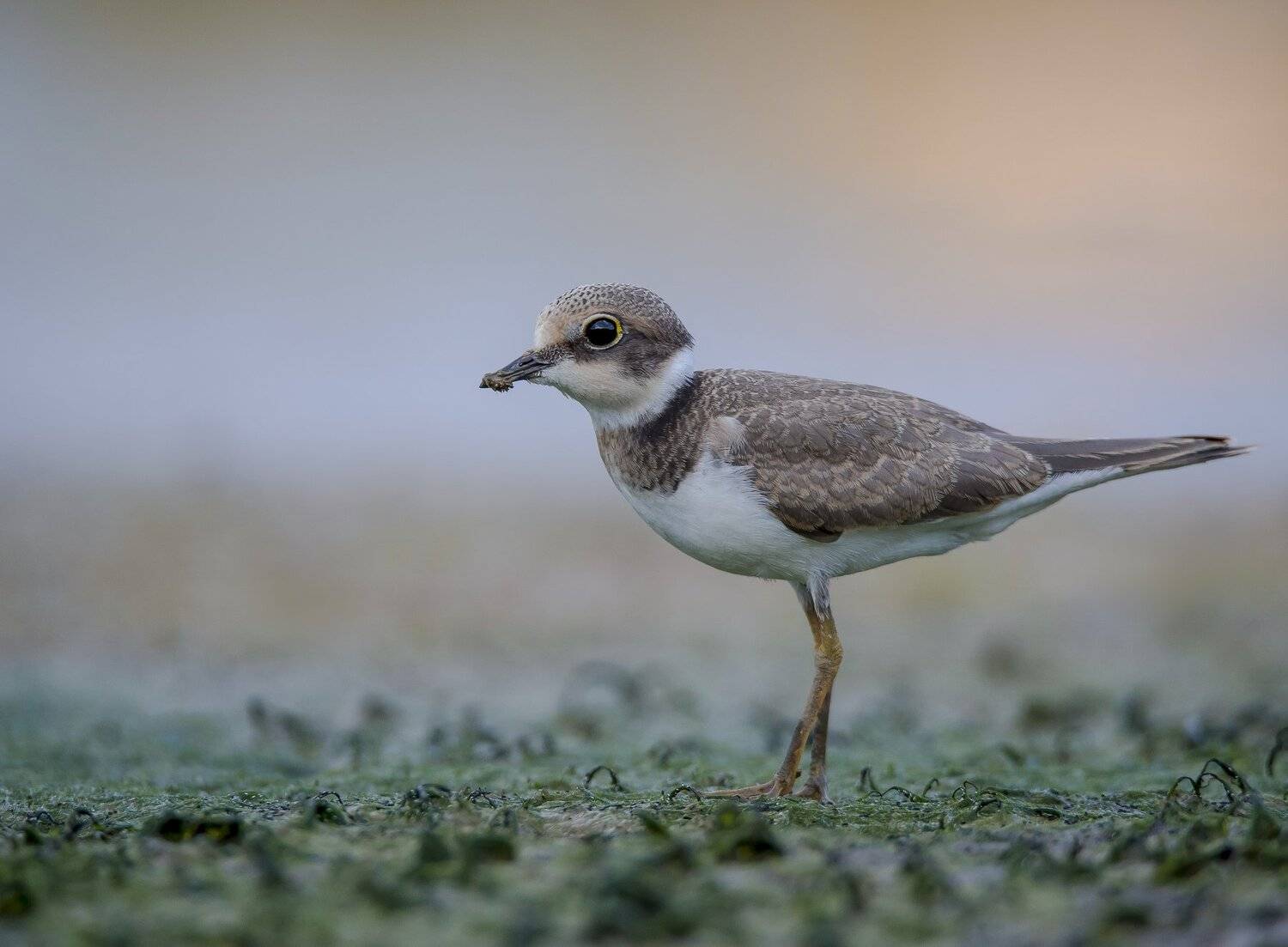 , Андрей Киселёв