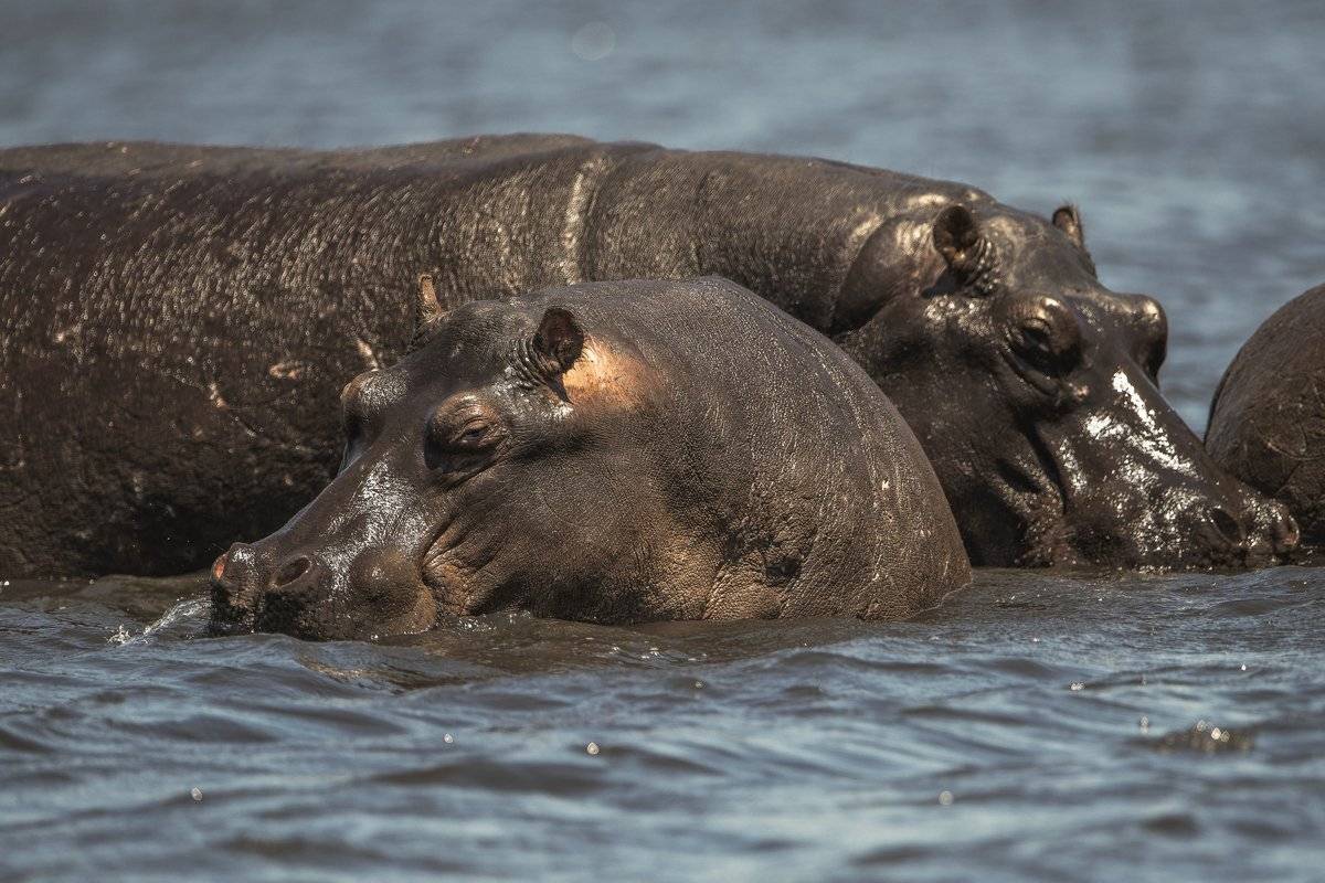 малыш, Александр Маркелов