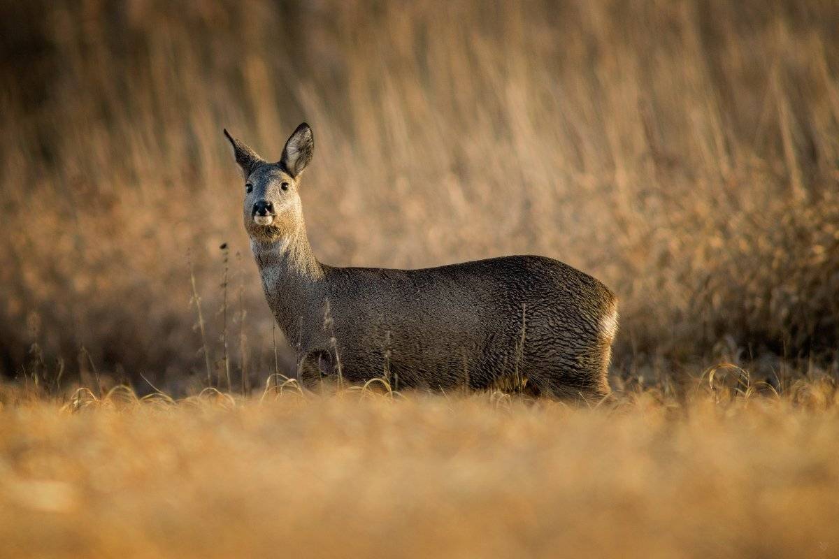 European roe dee, wildlife, nature, Wojciech Grzanka