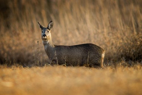 European roe dee