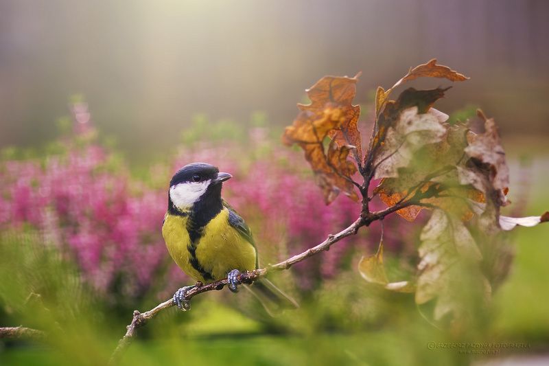 Parus major фото превью