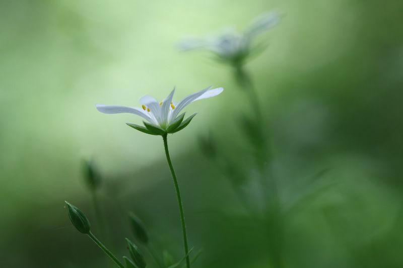 звездчатка *** фото превью