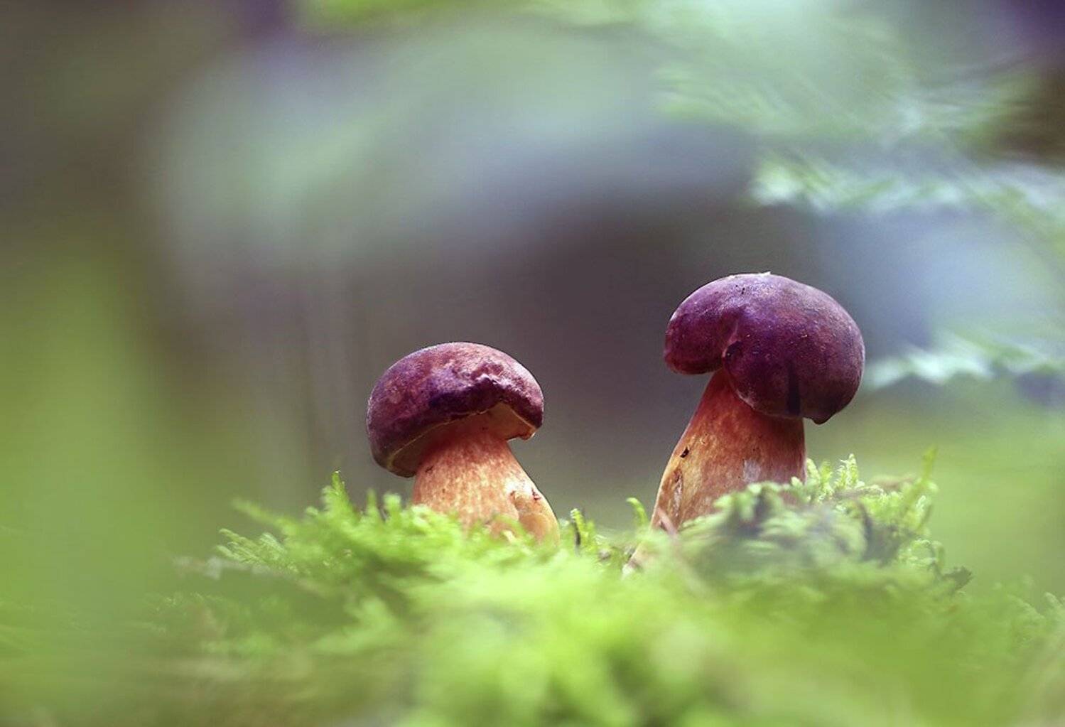 гриб,белый гриб,осень,чаща,листья,ветки,лес,мох,деревья,растения,натура,лето,фон,зеленый,коричневый,красиво,листва,пасмурно., Виктор Шнайдер