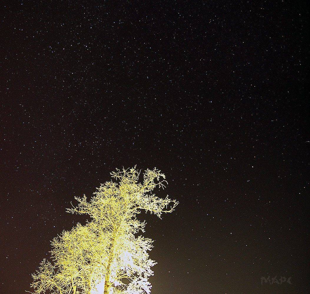 ночь дерево зима, Шангареев Марс