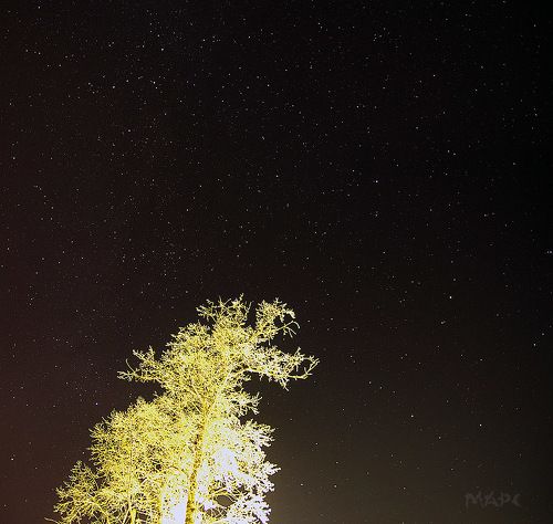 Ночное дерево