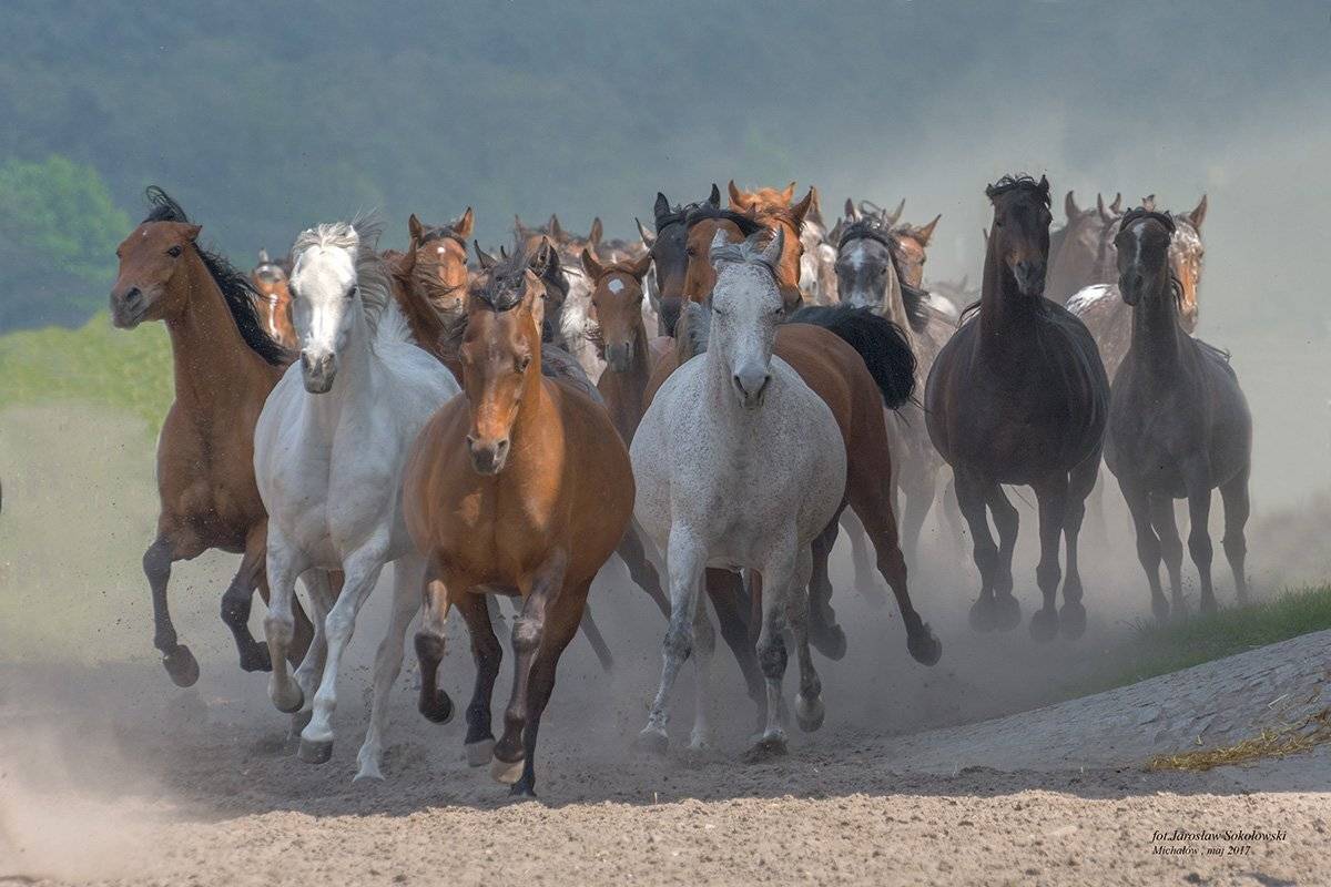 , Jarosław Sokołowski