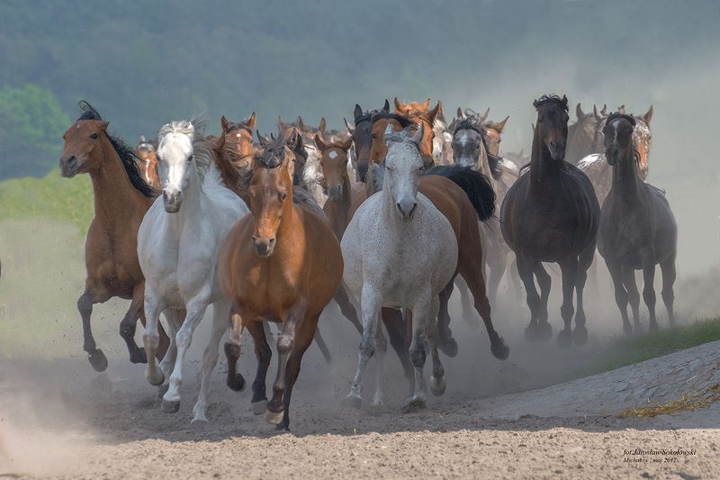 w powrotnym galopie фото превью