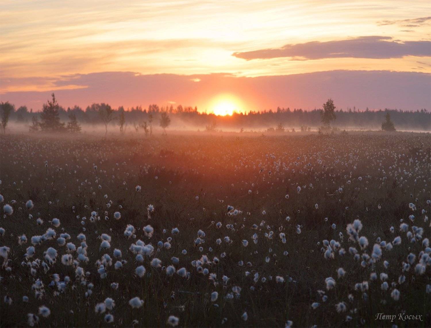 рассвет, Петр Косых
