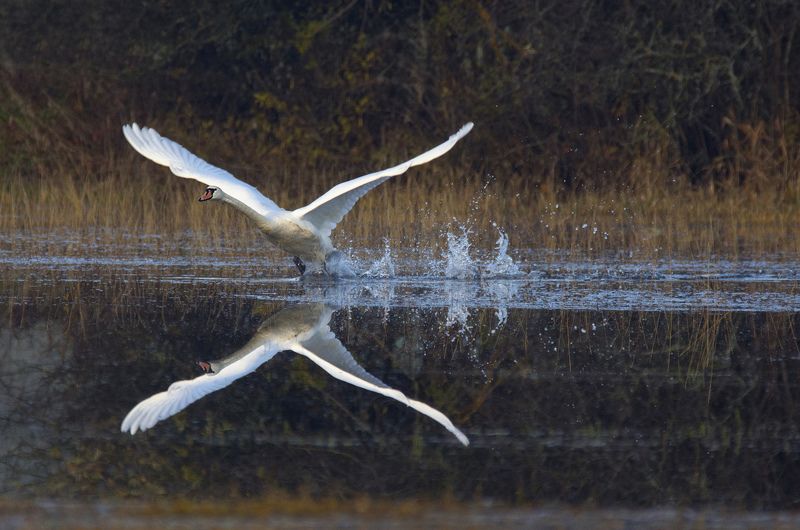Take off фото превью