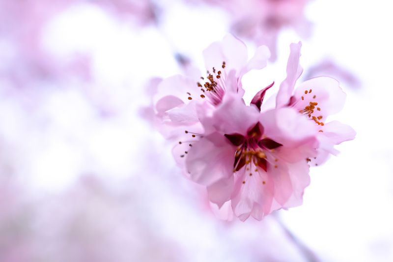 cherry flowers, cherry tree, macro, close up, pink, nature, flowers, tree blossom bosom фото превью
