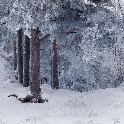 Серебряный лес
