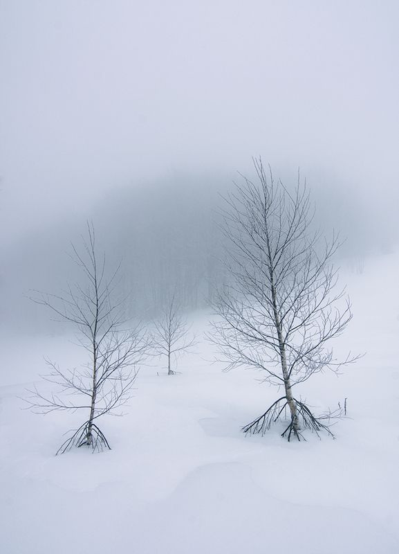 Побег из чащи фото превью