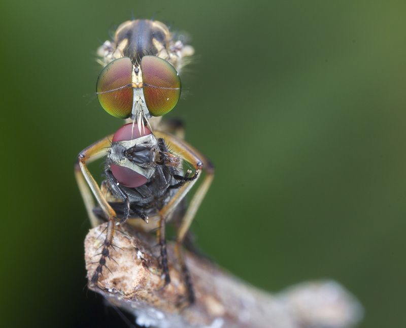 Robber Fly With Prey 180123A фото превью