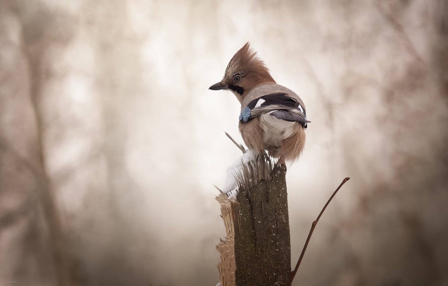 природа, лес, животные, птицы, Дмитрий Посевич