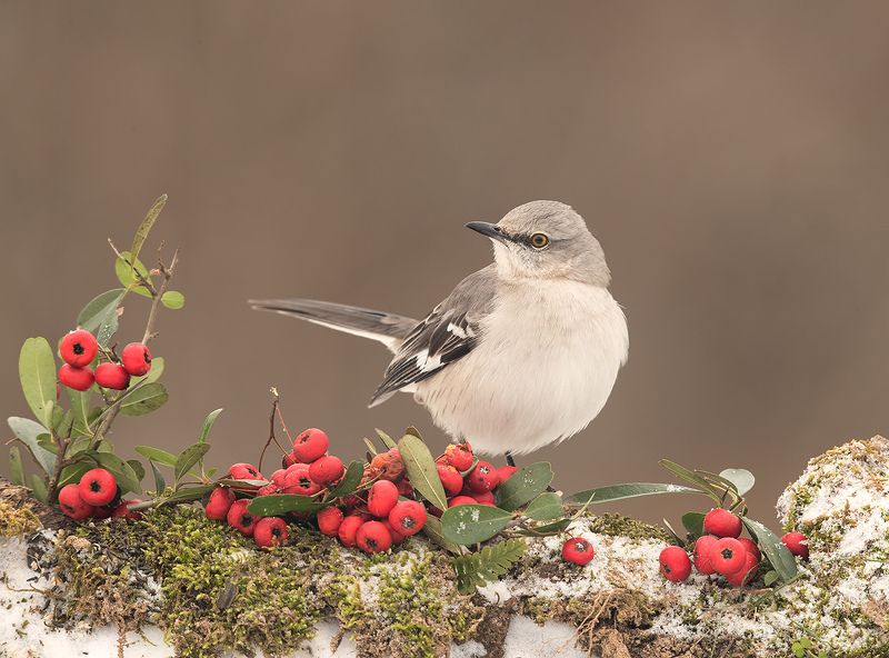 многоголосый пересмешник, northern mockingbird, пересмешник, зима, снег, птицы на снегу Любитель ягод.  Многоголосый пересмешник -Northern Mockingbird фото превью