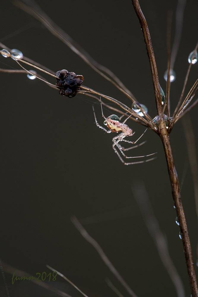 , Игорь ФУММ