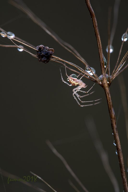 О МНОГОМ,,, фото превью