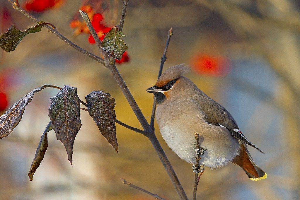 птицы,север,печора,коми,анималистика,свиристель, Триер Игорь