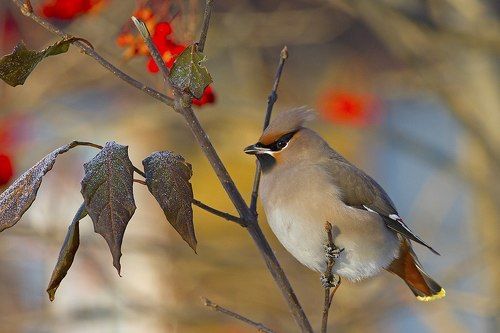 Свиристель