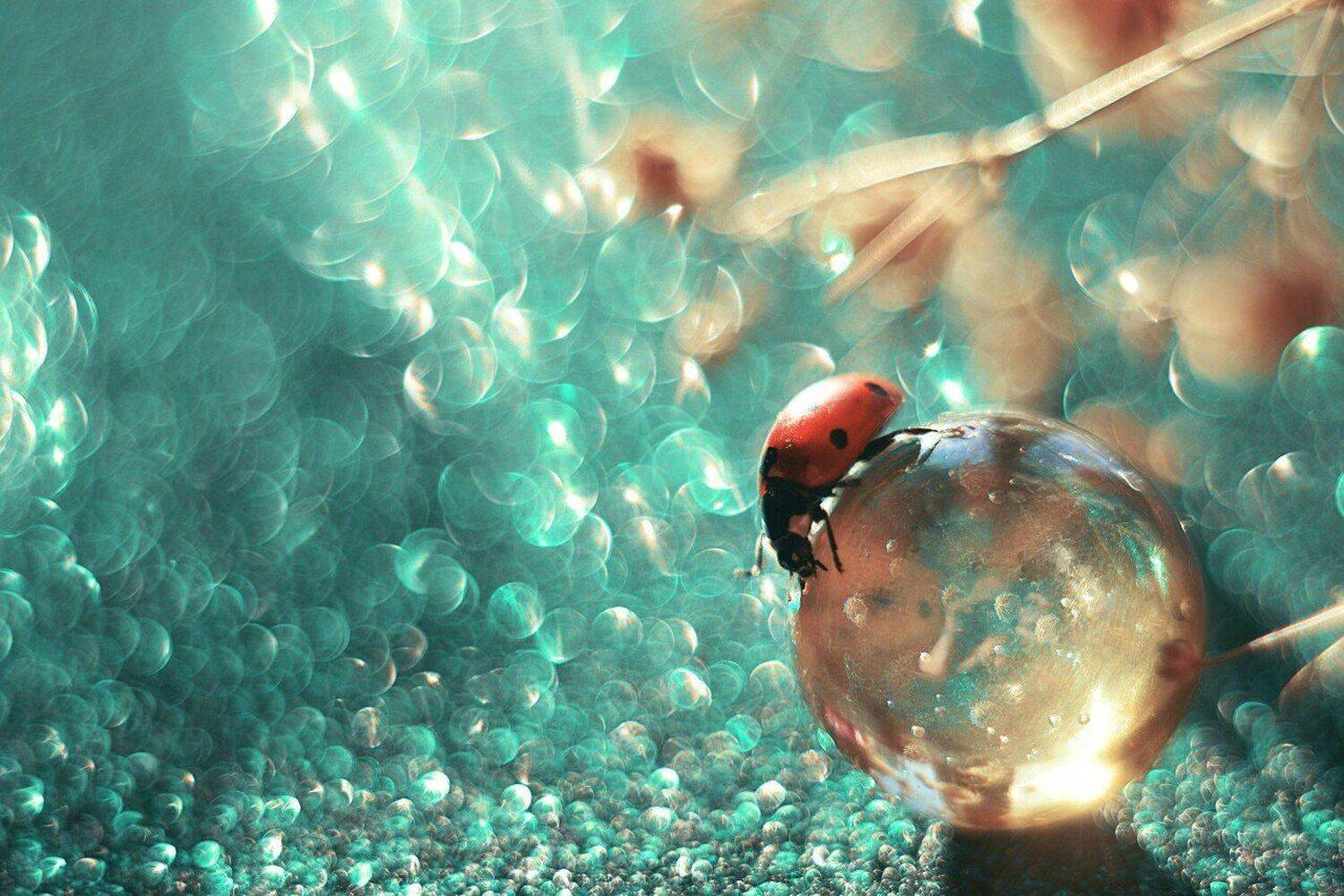 , Лапшина Владлена