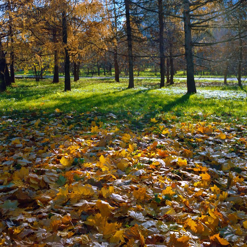 парк., осень., солнце., листья. \