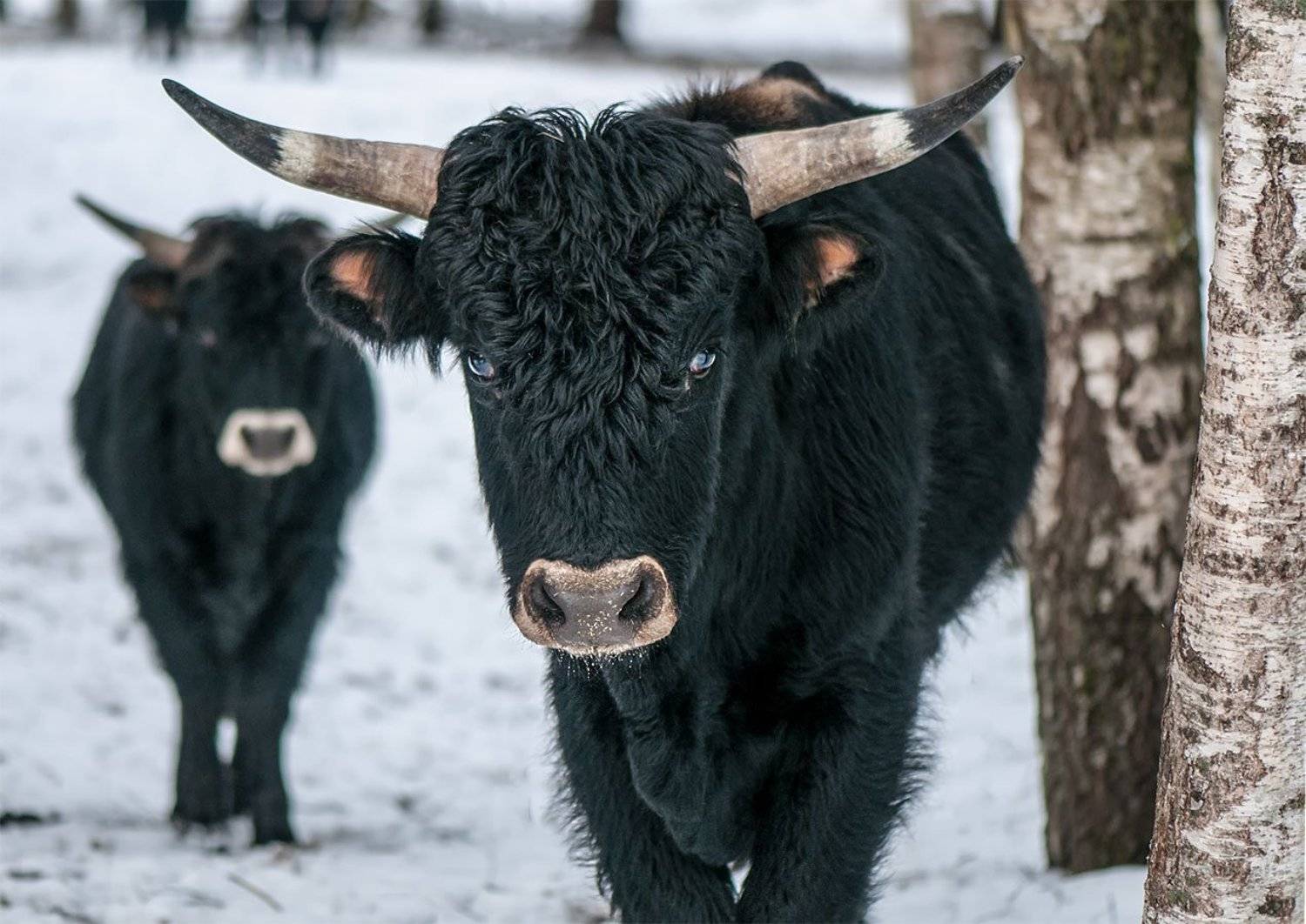 animals, latvia,nature, Daiva Cirtautė