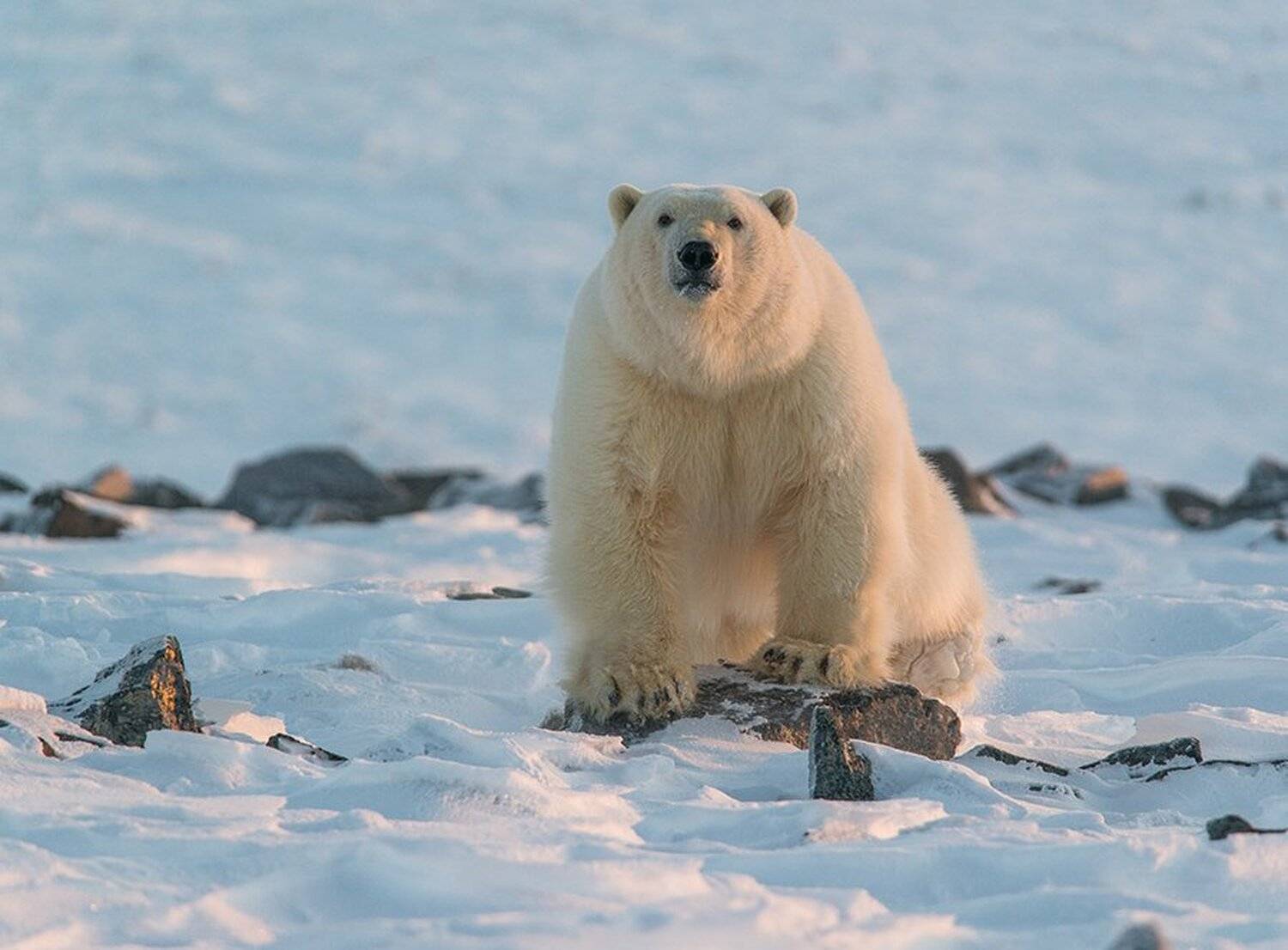 чукотка арктика кожевников медведь морской белый полярный умка, Максим Деминов