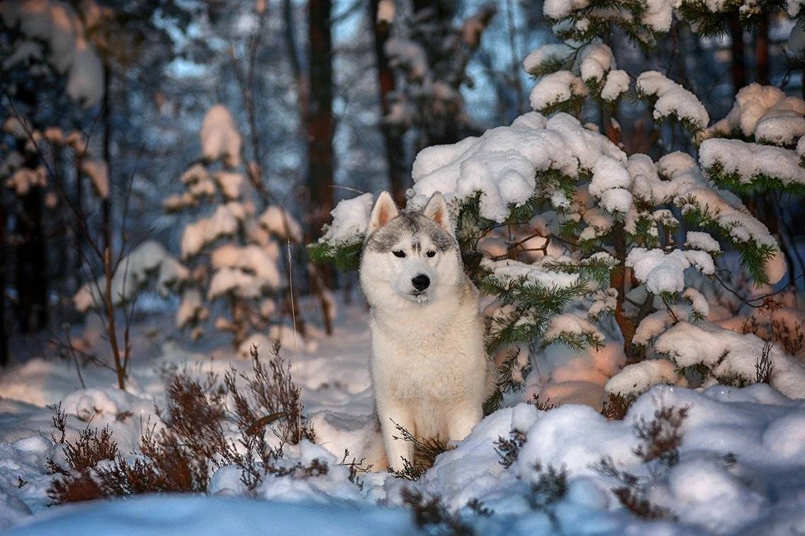 , Андрей Ершов