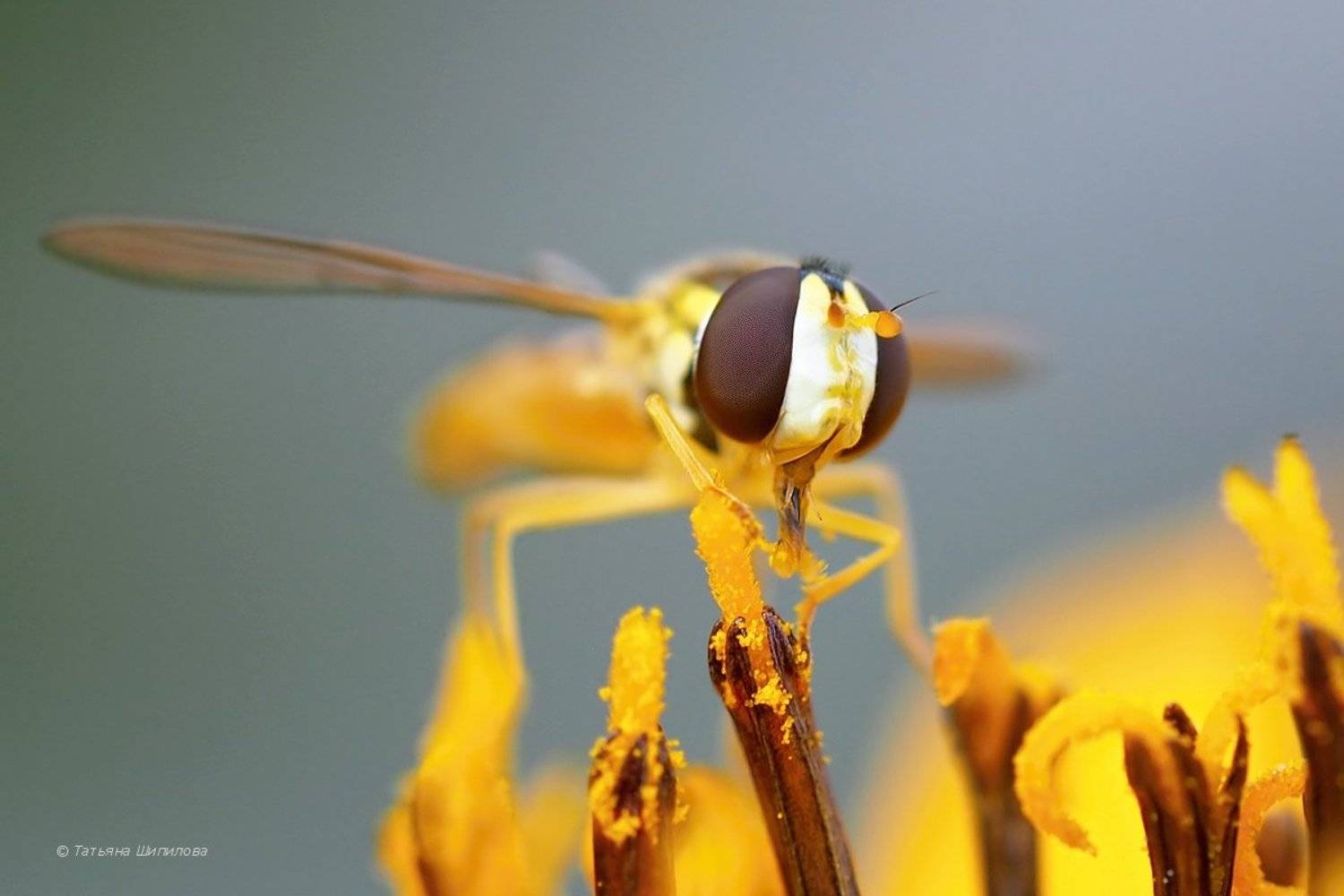 syrphidae, август, животные, журчалка, лето, макро, московская область, насекомые, природа, фауна, Шипилова Татьяна