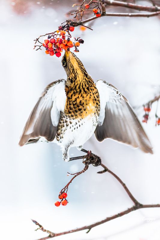 animals, berries, bird, breakfast, eating, fieldfare, kharkiv, show, sorbus, turdus pilaris, ukraine, winter, дрозд, рябинник, зима, птицы Снежный завтрак фото превью