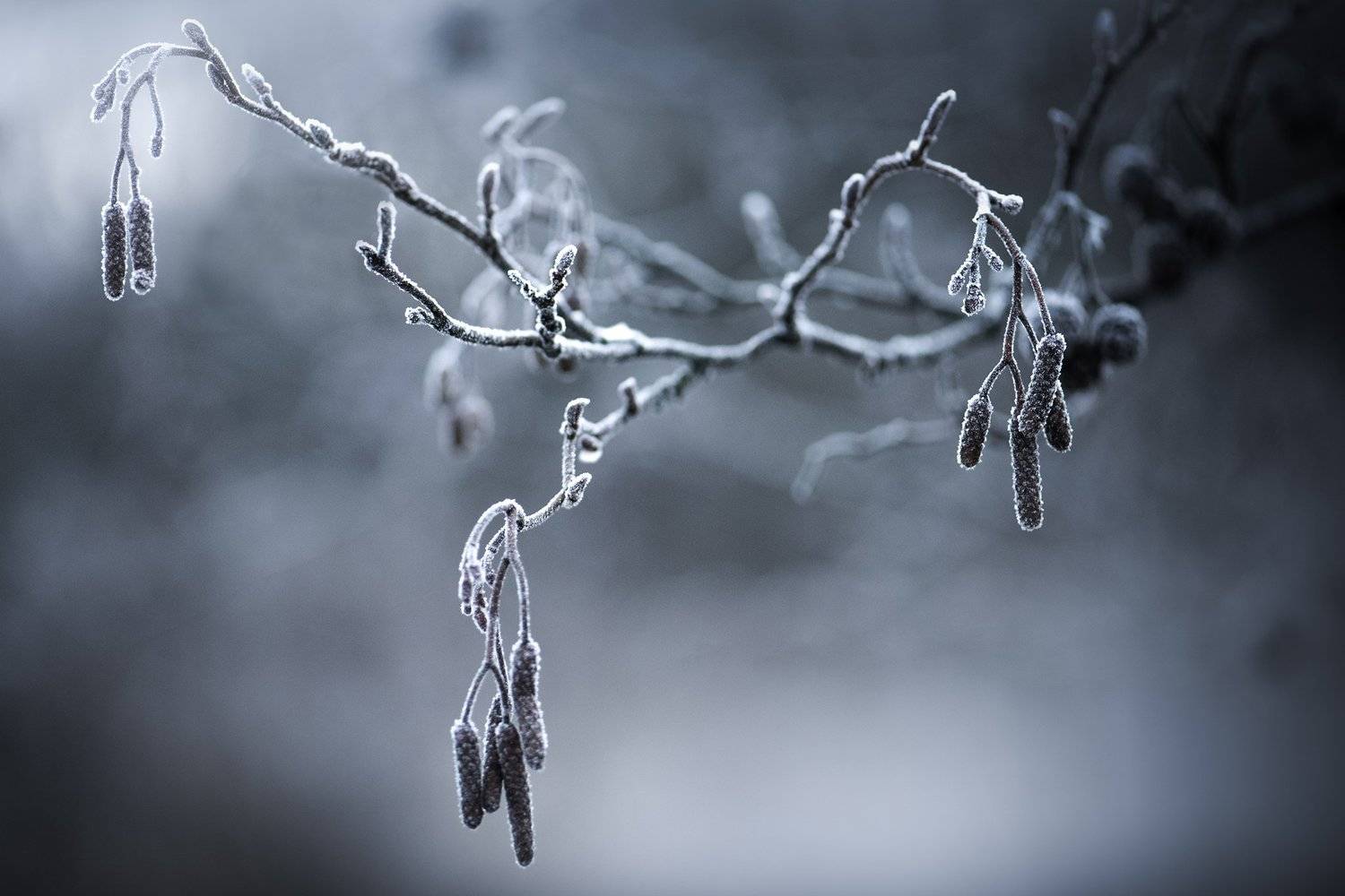 , Kristina Zvinakeviciute