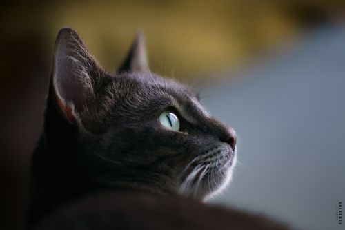 Портрет Кота.