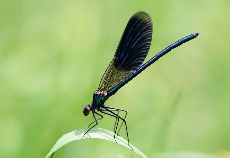 Calopteryx splendens фото превью