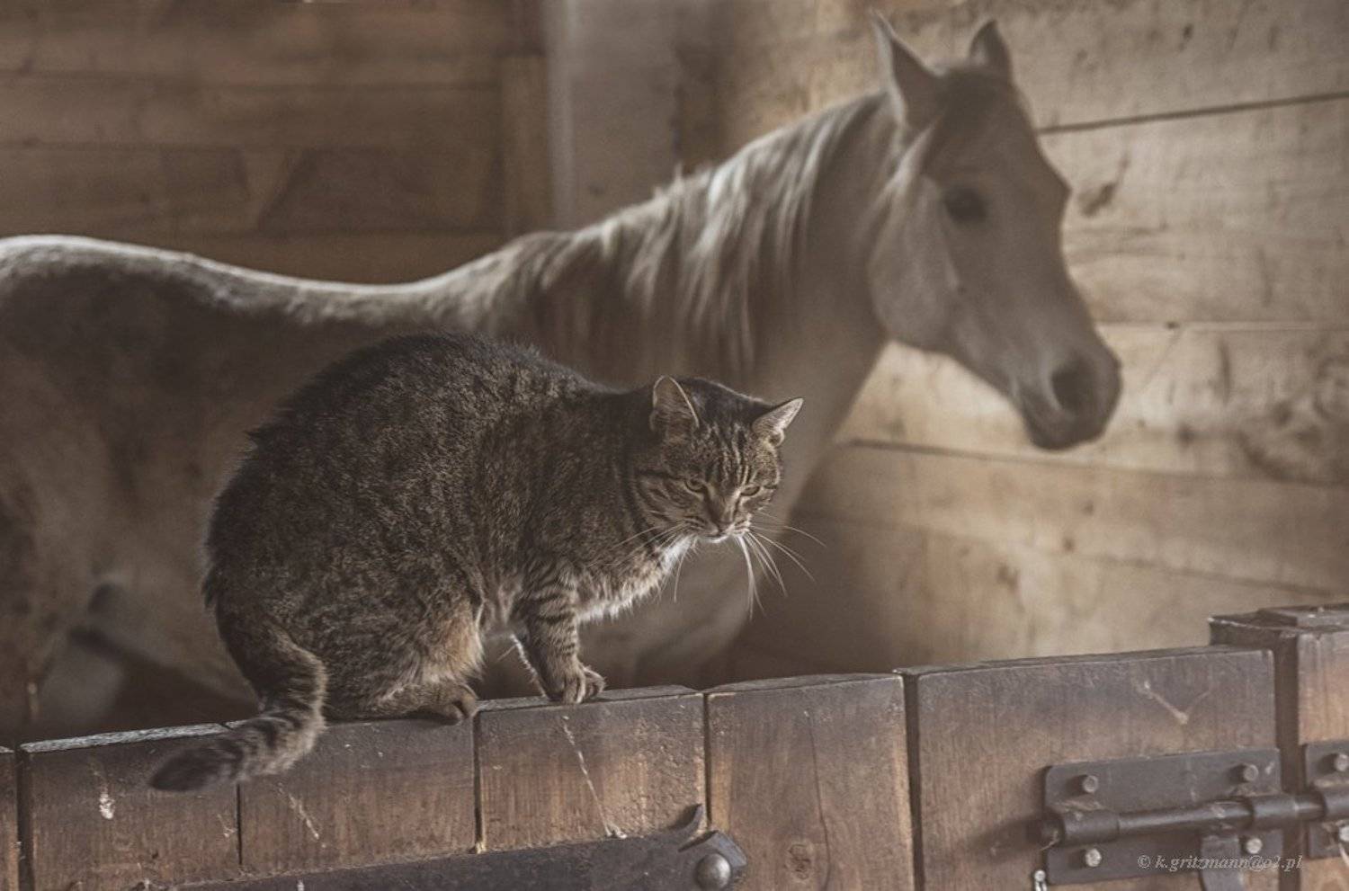 , Katarzyna Gritzmann