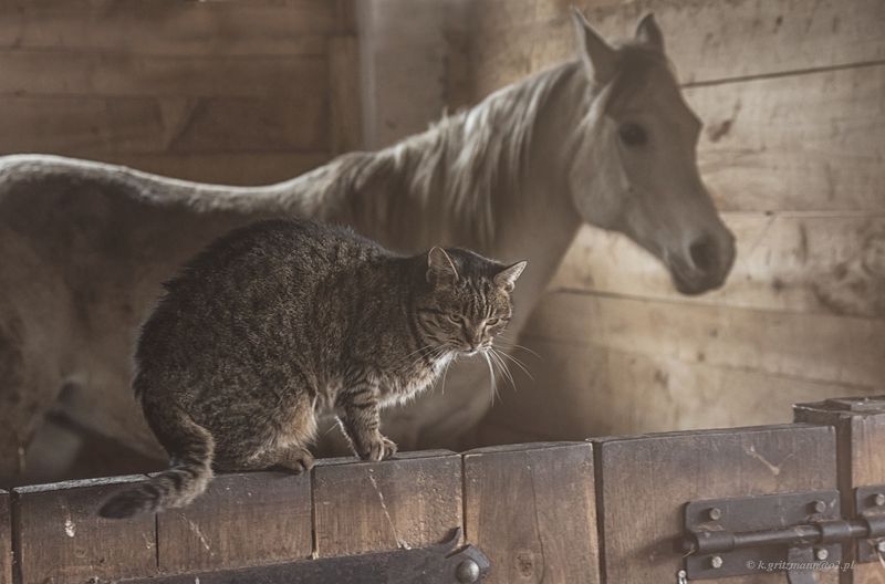 ... фото превью