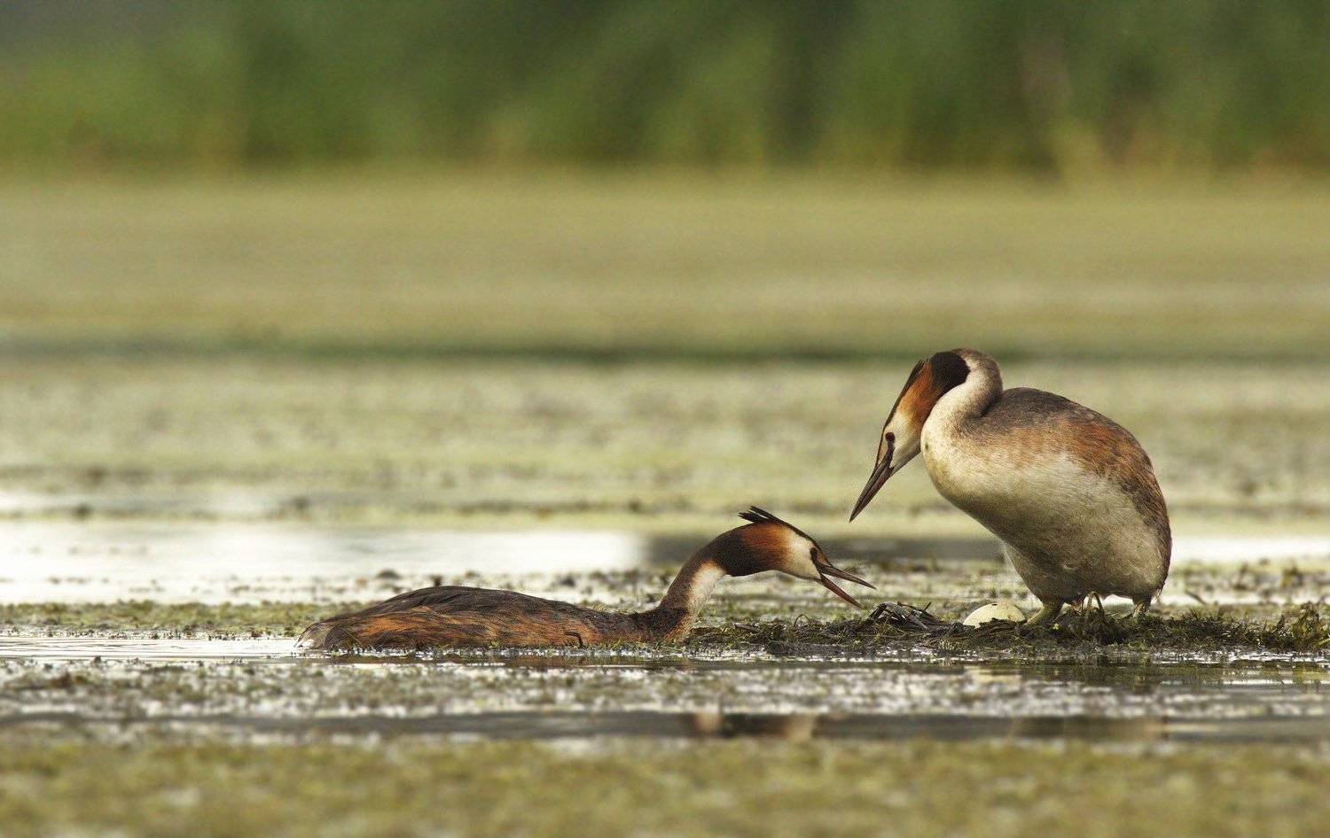 птицы чомга, Каранов Николай