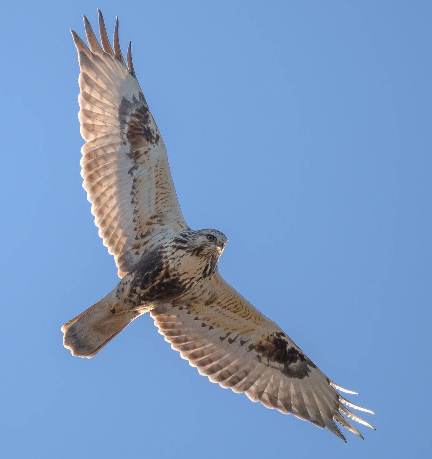 мохноногий канюк, зимняк, buteo lagopus, птица, хищник, полёт, в небе, зима, январь 2018, крылья, перья, контровый свет, 600 мм, Ксения Соварцева