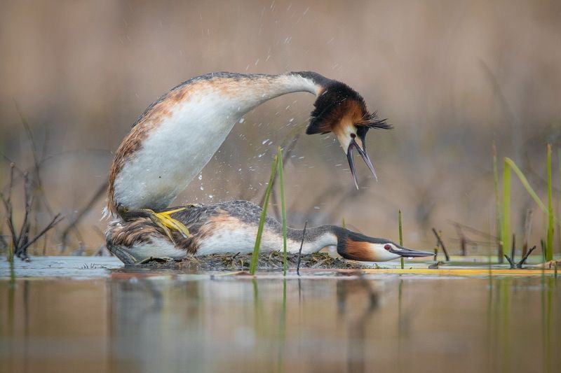 Я Вас любил,любовь еще быть может... фото превью