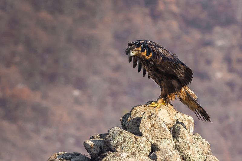 birds,winter,nature,lanscape,wildlife,fly,eaglemountain орел фото превью